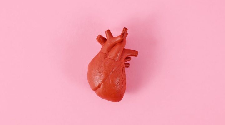 Single heart organ model on pink background
